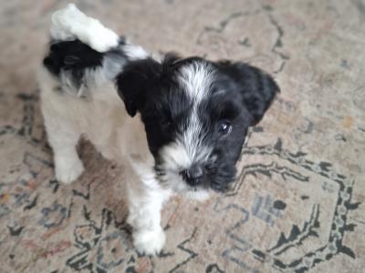 IKC Registered (pending) Tibetan Terrier puppies in Armagh