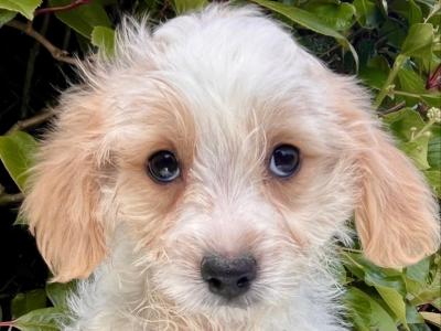 Adorable Cavachon puppies in Cavan