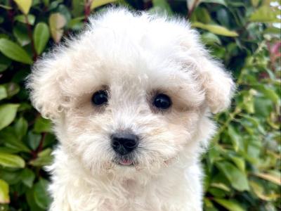 Adorable Cavachon puppies in Cavan