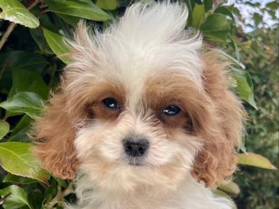 Adorable Cavachon puppies in Cavan