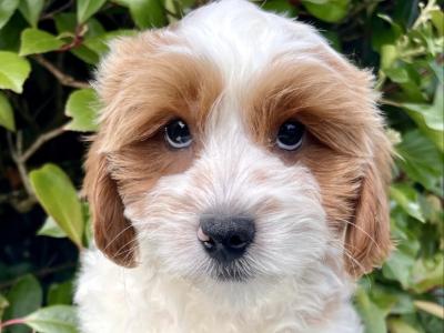 Adorable Cavachon puppies in Cavan