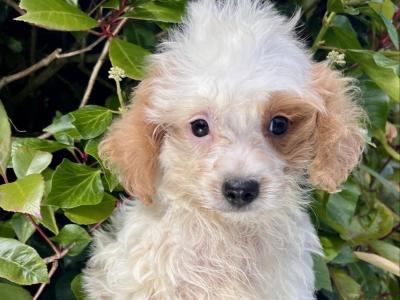 Adorable Cavachon puppies in Cavan