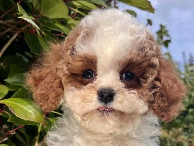 Adorable Cavachon puppies in Cavan