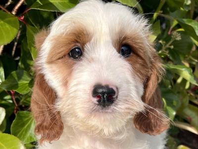 Adorable Cavachon puppies in Cavan
