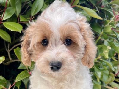 Adorable Cavachon puppies in Cavan