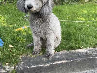 IKC Registered  health tested Silver Miniture Poodle