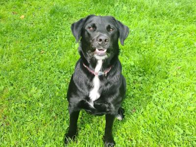 Daisy - female Labrador x Bernese Mountain Dog in Sligo