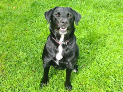 Daisy is a female Labrador x Bernese Mountain Dog 14 months old in Sligo