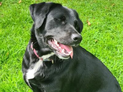Daisy - female Labrador x Bernese Mountain Dog in Sligo