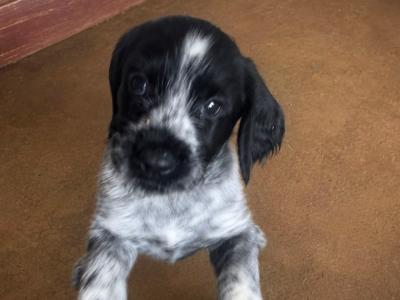 IKC Registered female German Wirehaired Pointer puppy in Offaly