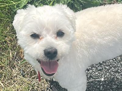 Shih Tzu x Maltese small white dog for stud