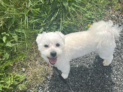 Shih Tzu x Maltese small white dog for stud