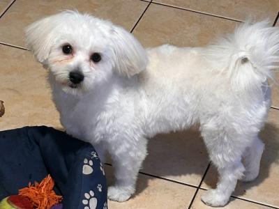 Shih Tzu x Maltese small white dog for stud