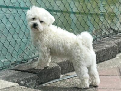 Shih Tzu x Maltese small white dog for stud