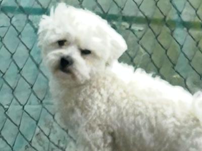 Shih Tzu x Maltese small white dog for stud