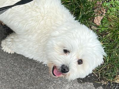 Shih Tzu x Maltese small white dog for stud