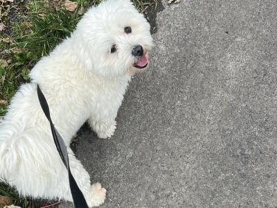 Shih Tzu x Maltese small white dog for stud