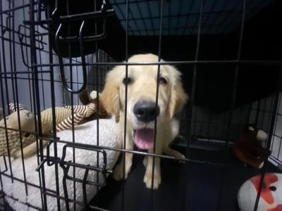 Male Golden Retriever puppy 3 months old in Kildare ( On Hold )