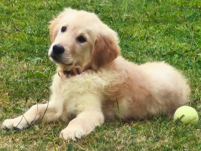Male Golden Retriever puppy 3 months old in Kildare ( On Hold )