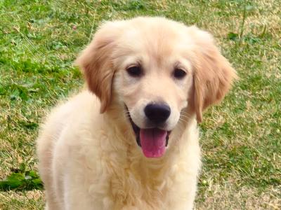 Male Golden Retriever puppy 3 months old in Kildare ( On Hold )