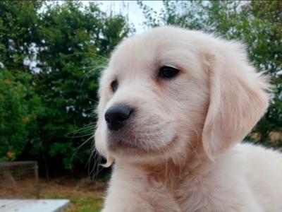 Golden Retriever puppies in Carlow €650