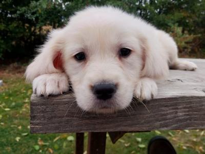 Golden Retriever puppies in Carlow €675