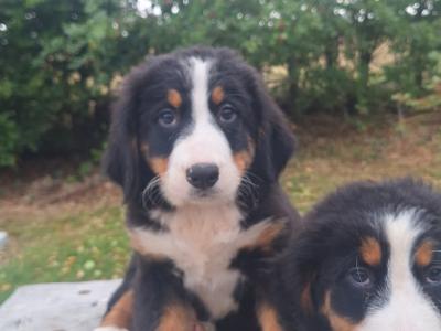 Bernese Mountain Dog puppies in Carlow  €1250