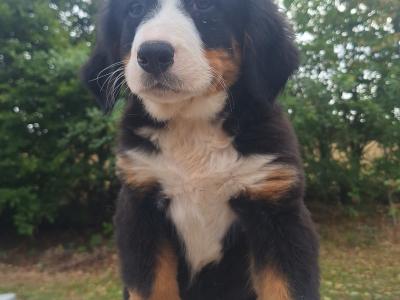 Bernese Mountain Dog puppies in Carlow  €1250