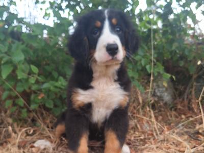 Bernese Mountain Dog puppies in Carlow  €1250