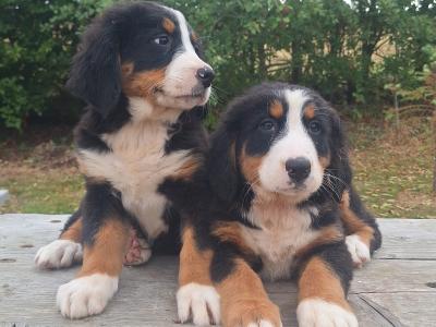 Bernese Mountain Dog puppies in Carlow  €1250