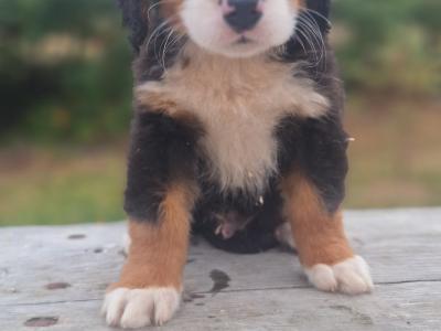 Bernese Mountain Dog puppies in Carlow  €1250