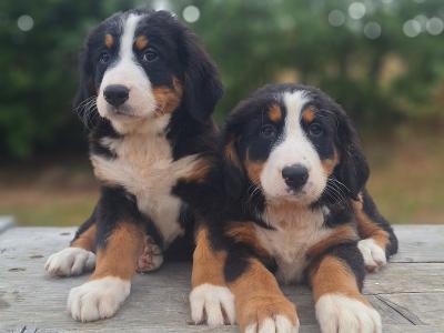 Bernese Mountain Dog puppies in Carlow  €1250