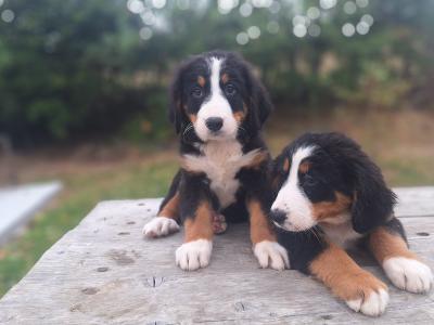 Bernese Mountain Dog puppies in Carlow  €1250