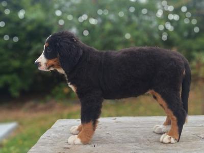 Bernese Mountain Dog puppies in Carlow  €1250