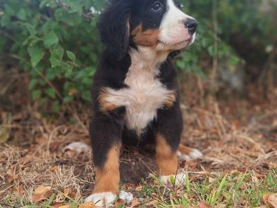Bernese Mountain Dog puppies in Carlow  €1250