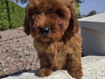 Cavapoo puppies in Wexford