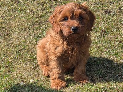 Cavapoo puppies in Wexford