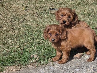 Cavapoo puppies in Wexford