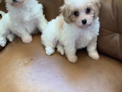 Adorable Cavachon puppies in Wexford - €450