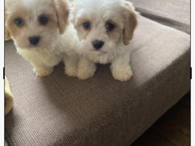 Adorable Cavachon puppies in Wexford - €450