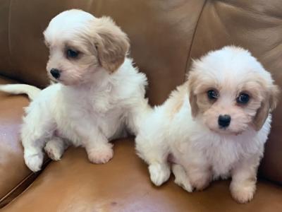 Adorable Cavachon puppies in Wexford - €450