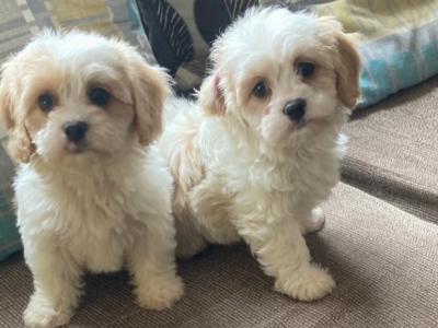 Adorable Cavachon puppies in Wexford - €450