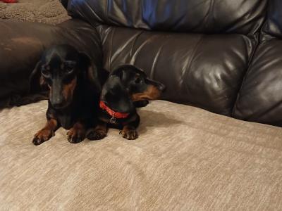 Miniature Dachshund puppies in Dublin