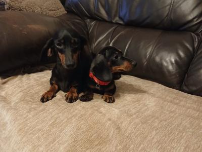 Miniature Dachshund puppies in Dublin