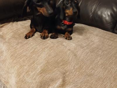 Miniature Dachshund puppies in Dublin