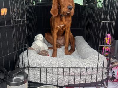 Adorable female Red Setter puppy 7 months old in Louth