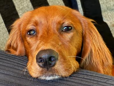 Adorable female Red Setter puppy 7 months old in Louth