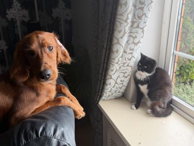 Adorable female Red Setter puppy 7 months old in Louth