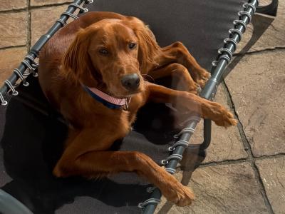 Adorable female Red Setter puppy 7 months old in Louth