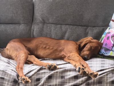 Adorable female Red Setter puppy 7 months old in Louth